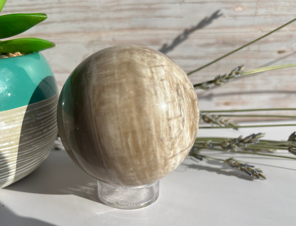 Petrified Wood Sphere